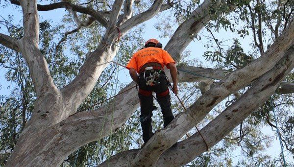 person climbing tree with ropes