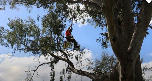 arborist in tree