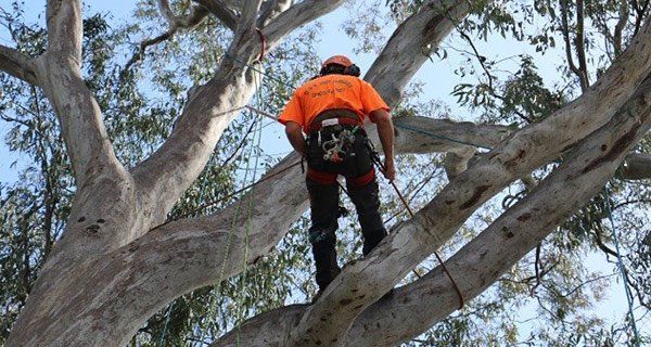 tree worker in tree