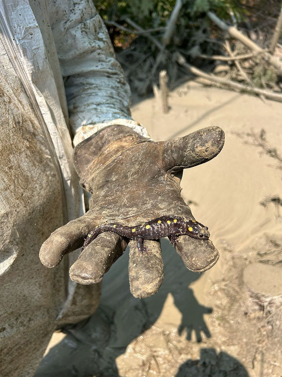 Marquis Well & Pump 49