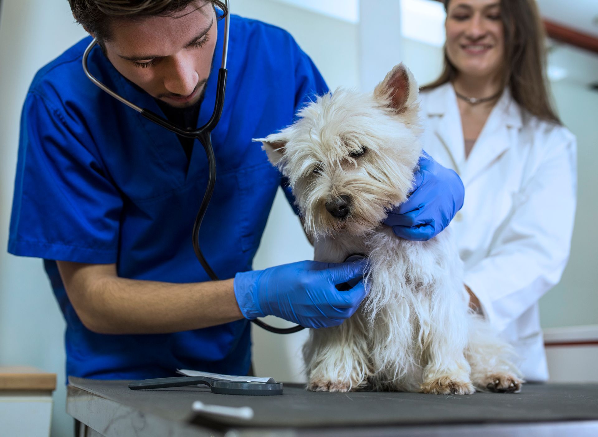 Veterinarian checks small white dog with stethoscope during pet exam in modern veterinary clinic.