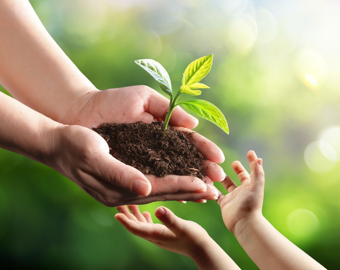 Une personne tient une petite plante dans ses mains.