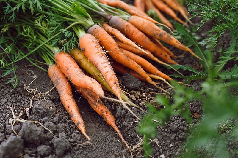 A bunch of carrots are laying on the ground.