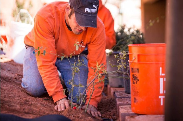 A man in an orange shirt is kneeling down and planting a plant.