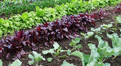 A variety of vegetables are growing in a garden.