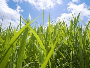 A field of tall grass with a blue sky in the background