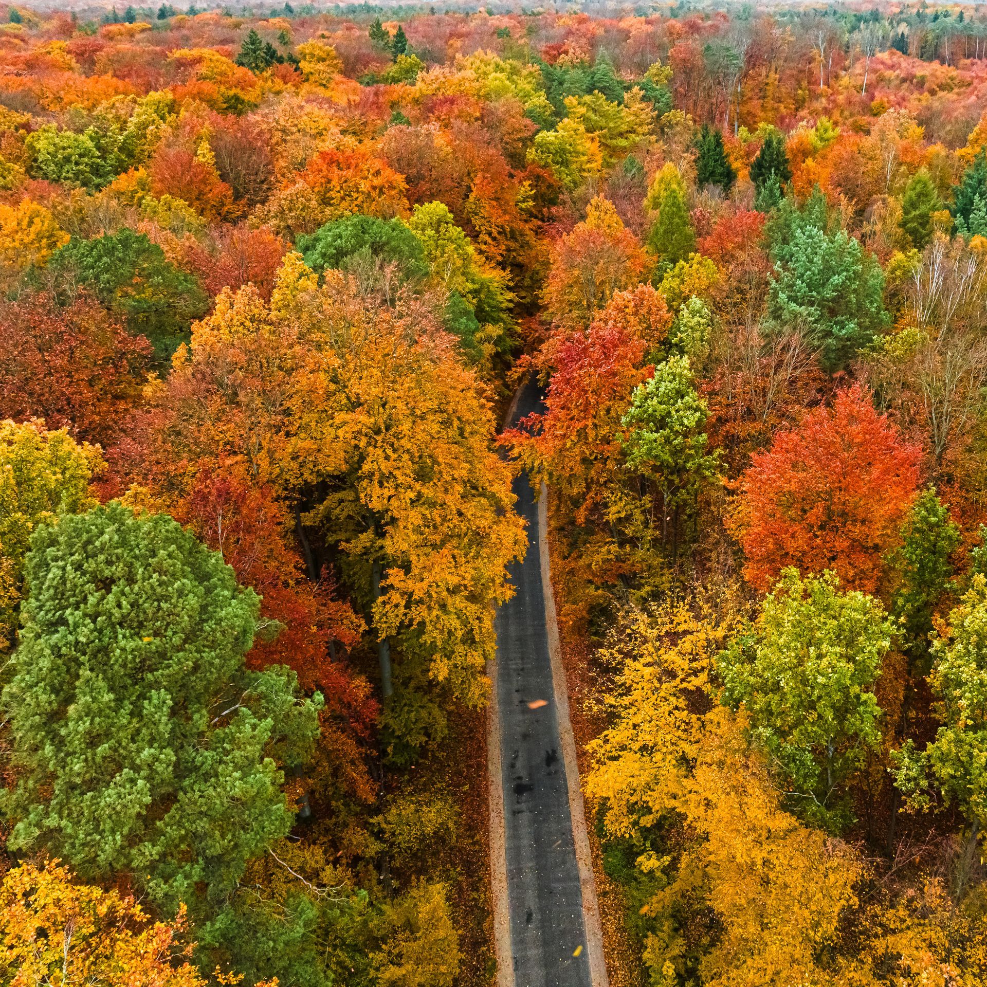An aerial view of a road surrounded by colorful trees in autumn
