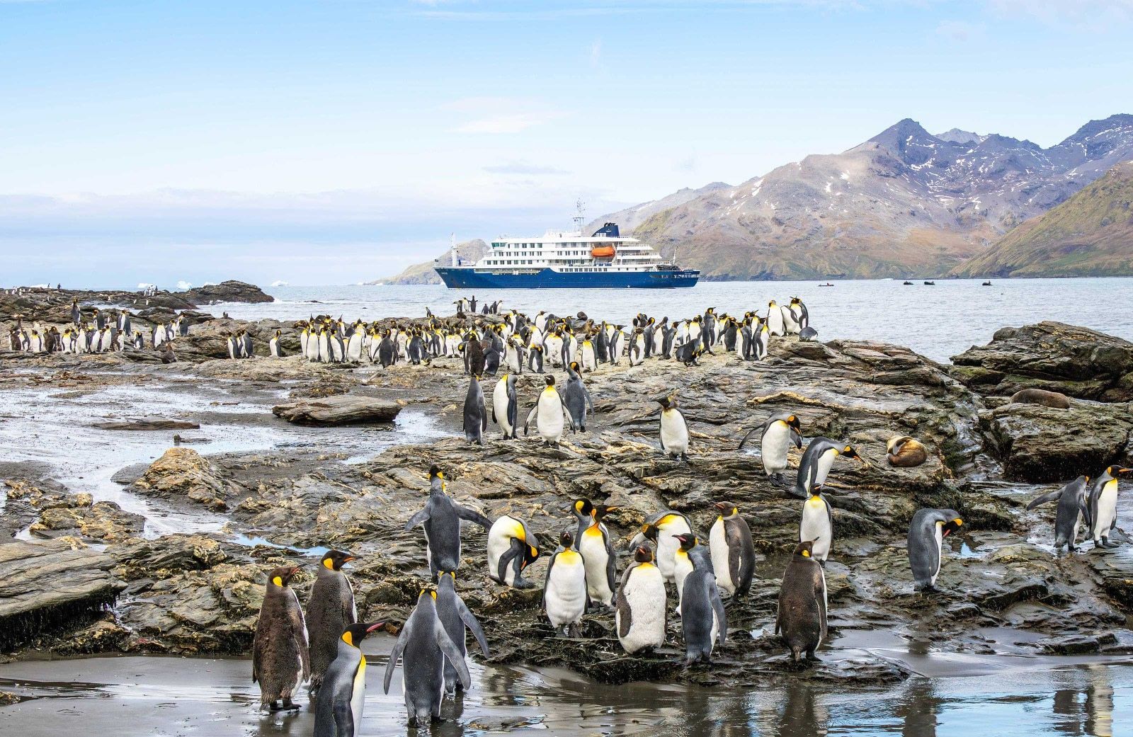 Antarctica, South Georgia and Falklands Cruise
