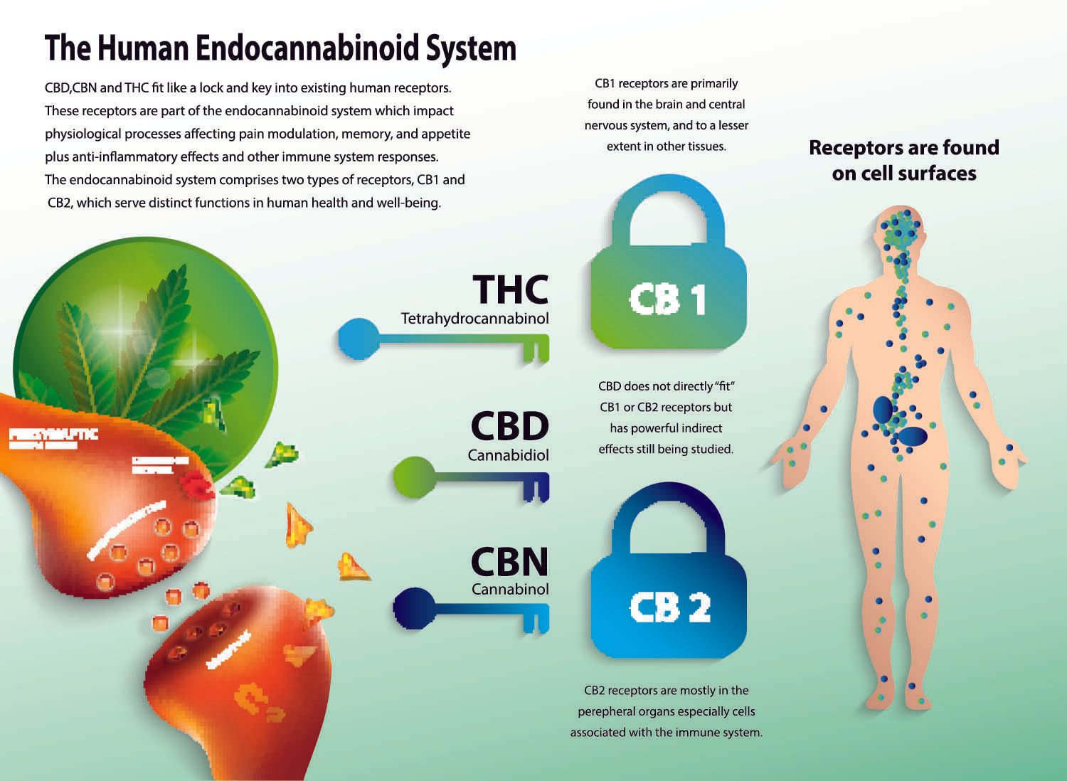 endocannibinoid system