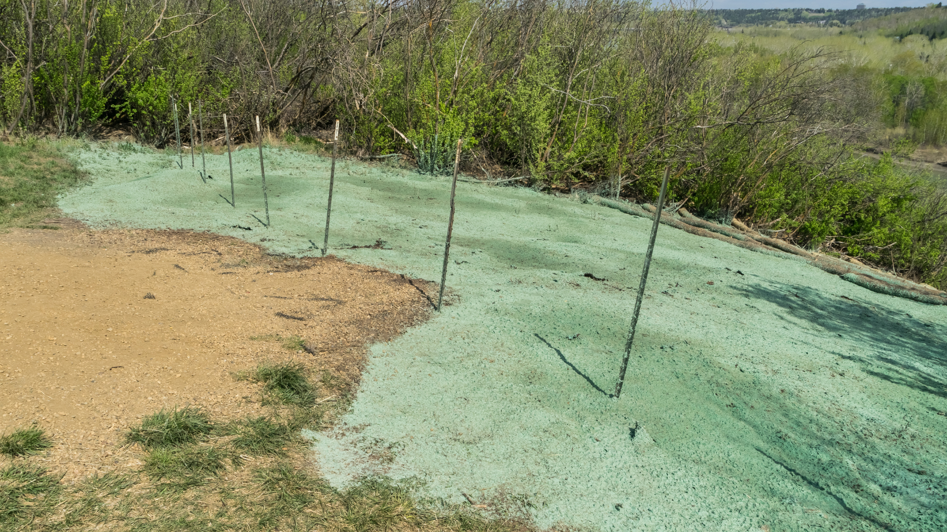 Green-dyed soil covered area with small sticks, near brown and grassy ground, with shrubs in the background.