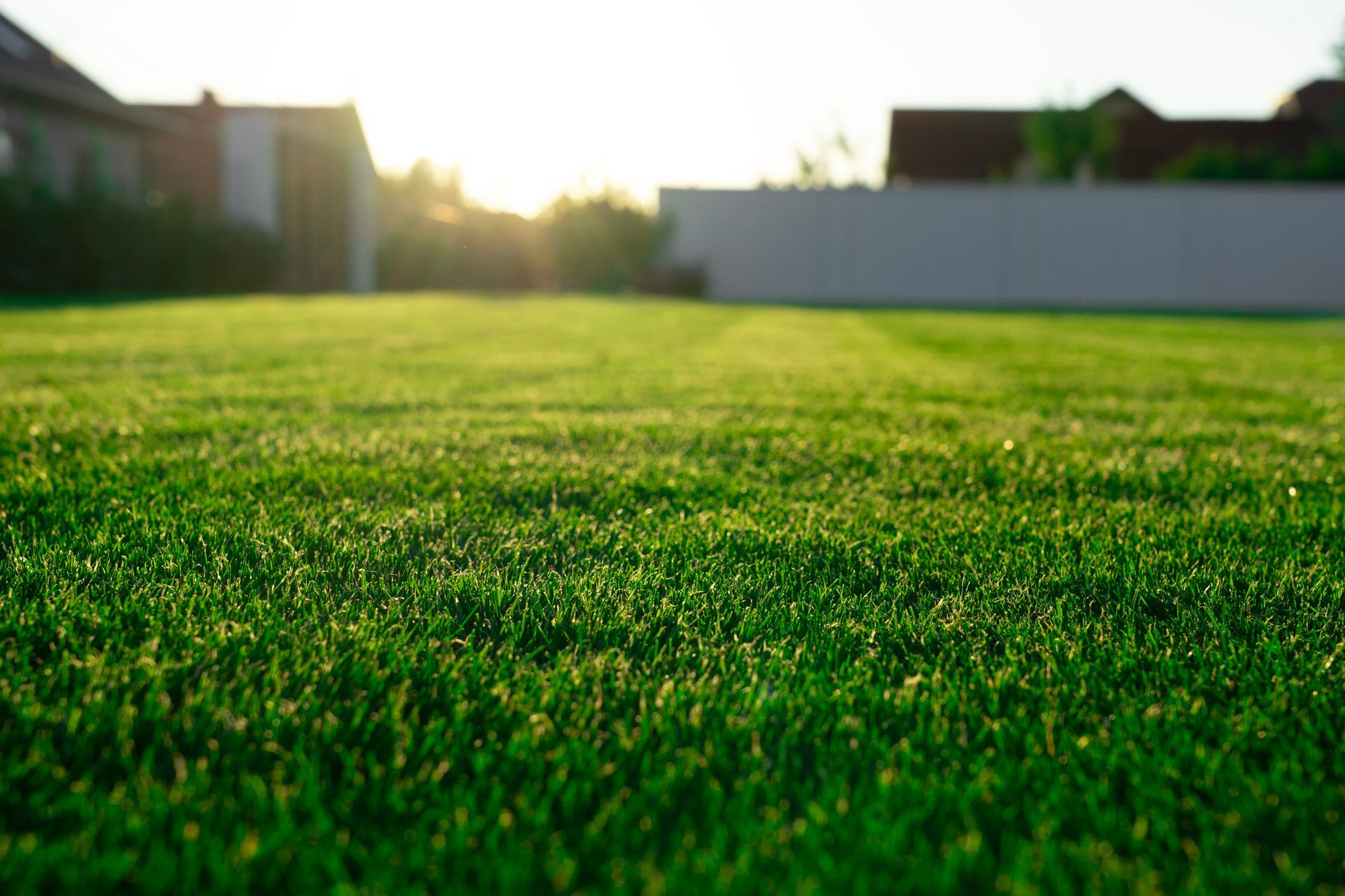 Green lawn with blurred background of houses and setting sun.