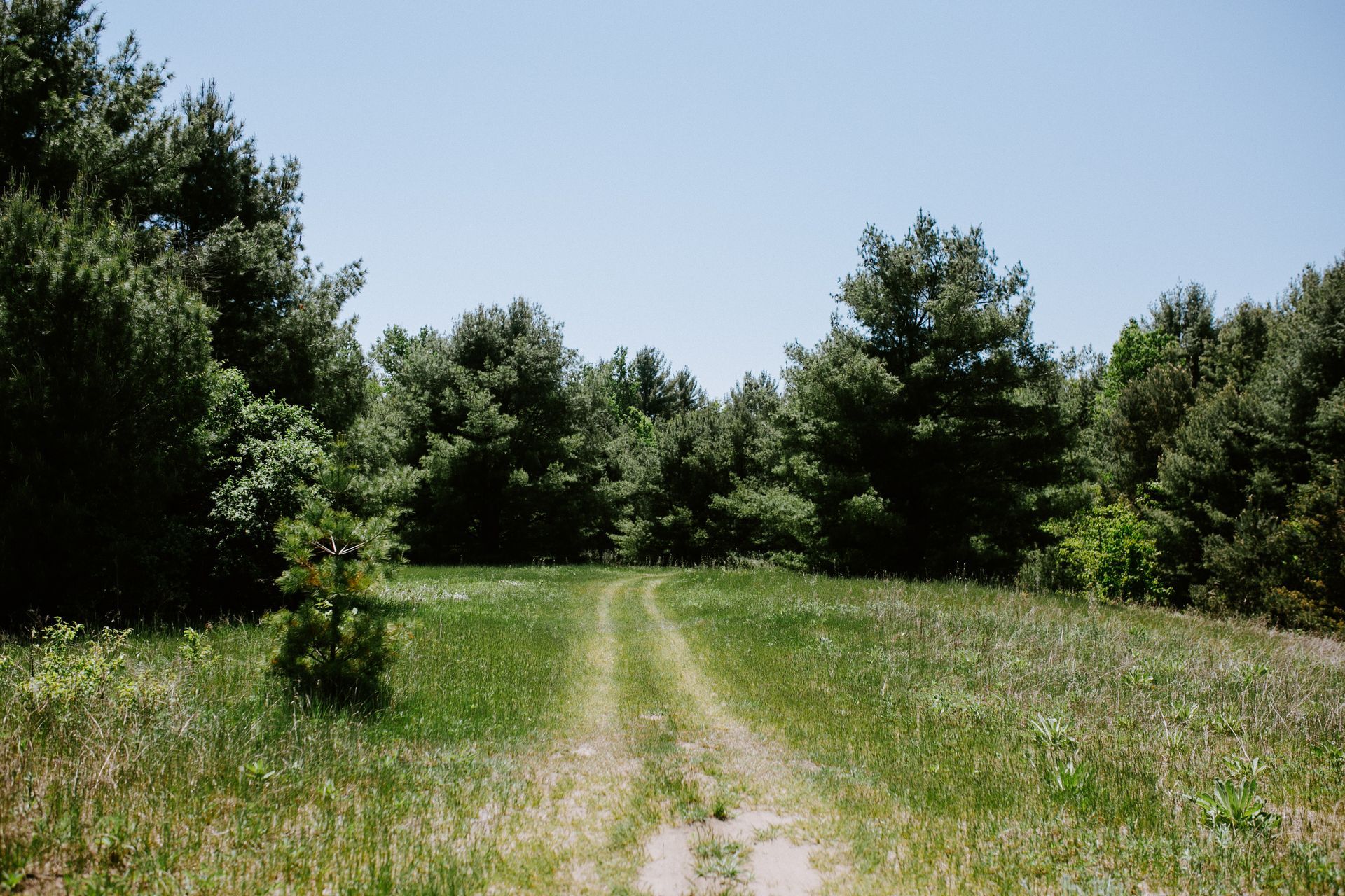 Dirt path through a grassy field, leading into a dense green forest, under a blue sky.