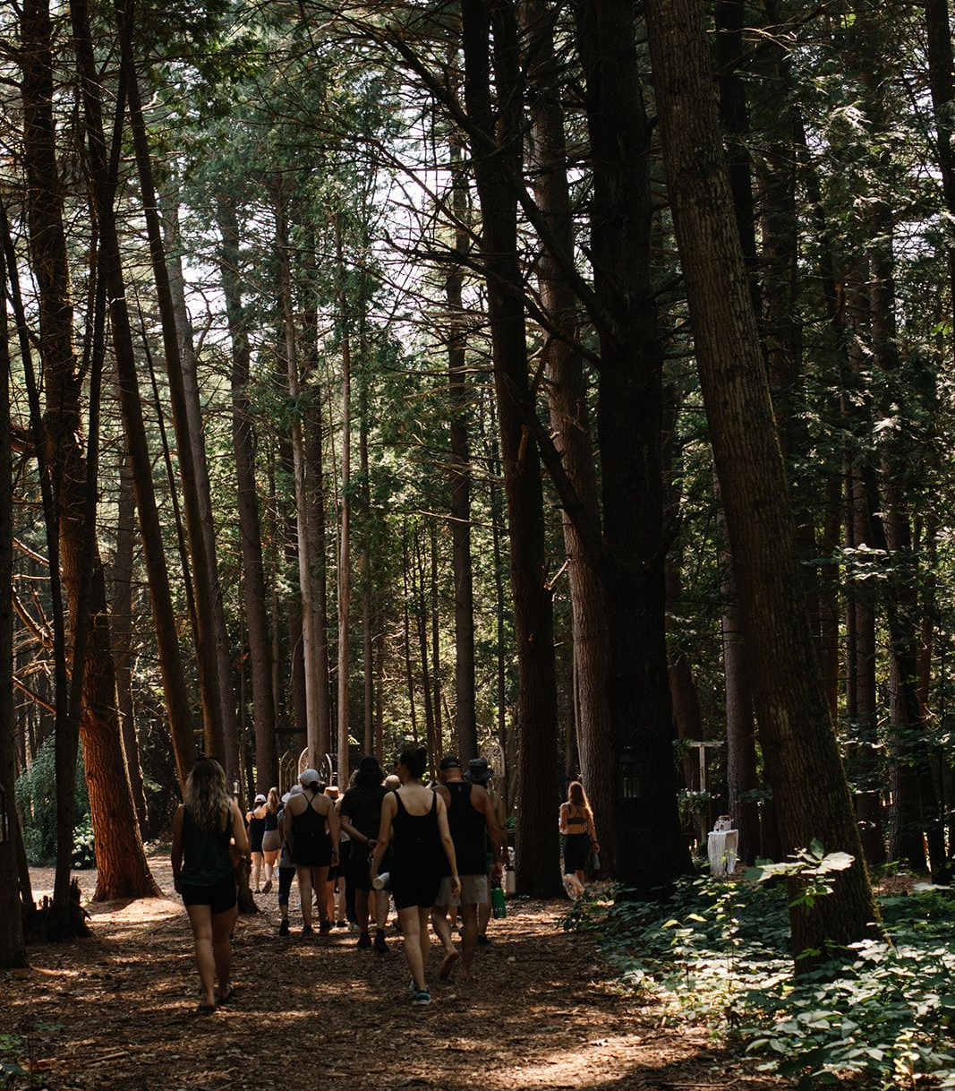 Forest bathing at a Whispering Springs retreat
