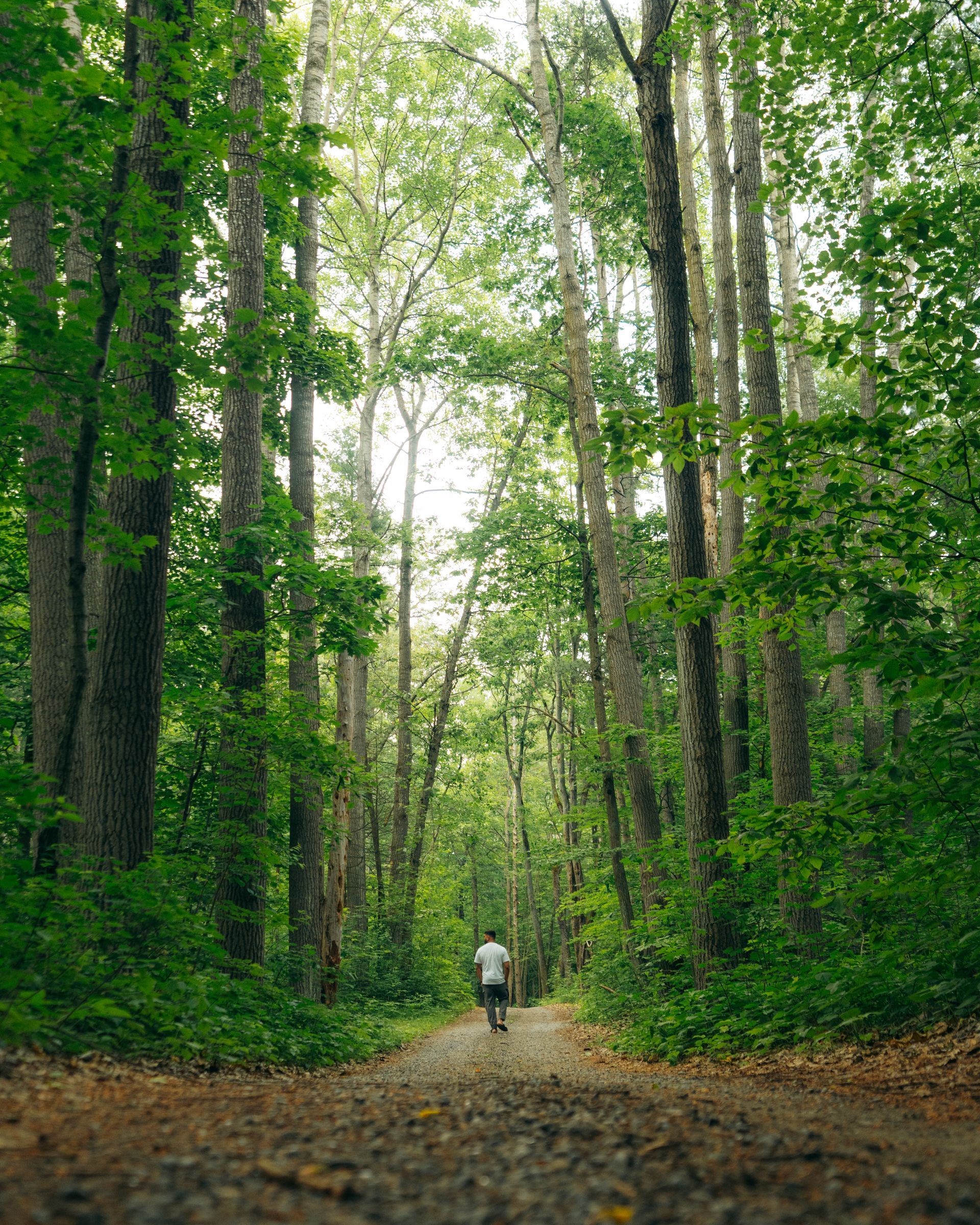 Person biking down a dirt path through a lush green forest, trees lining the sides.
