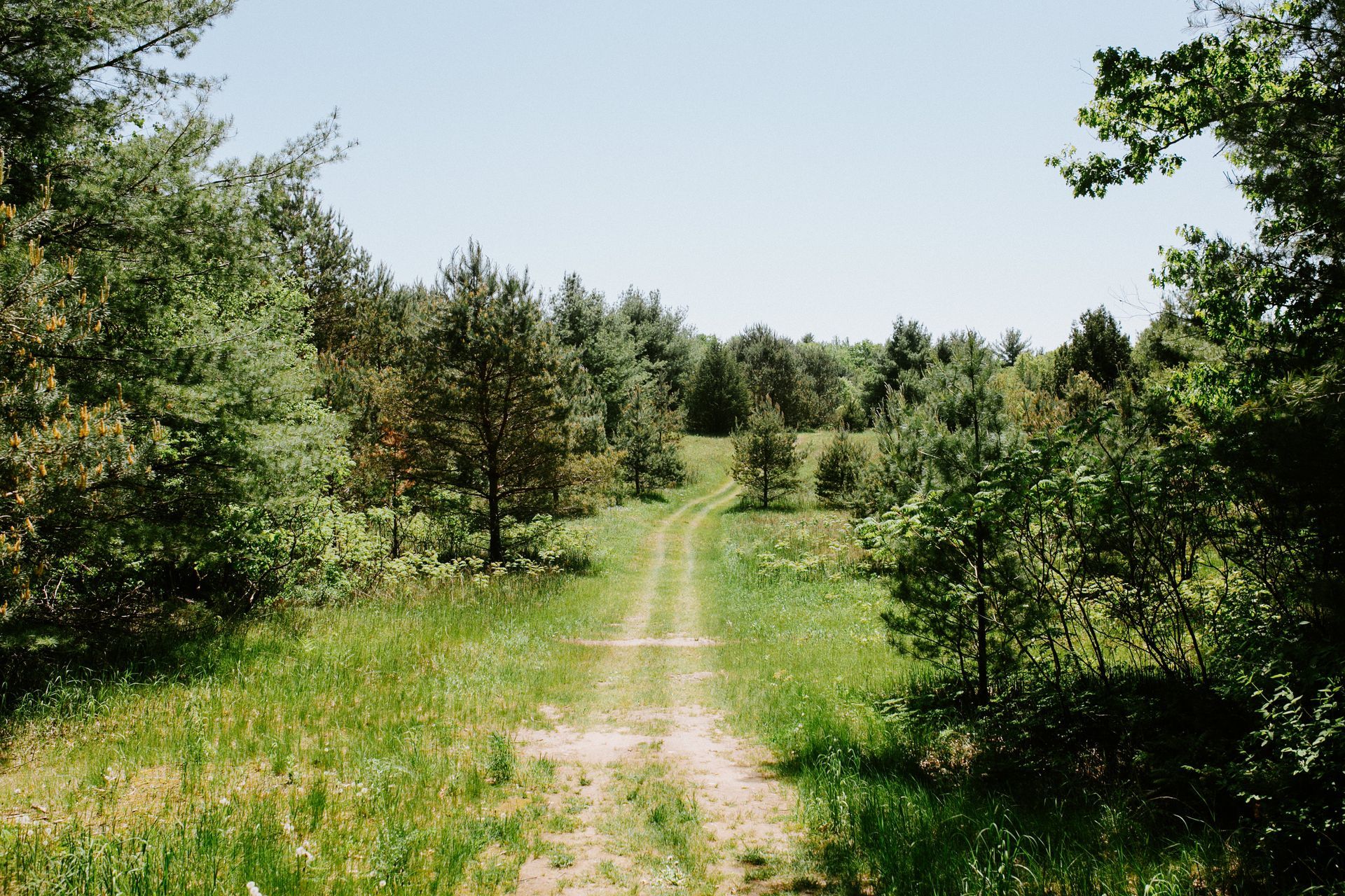 Dirt path through a sunny forest, surrounded by green trees and grass, under a clear blue sky.