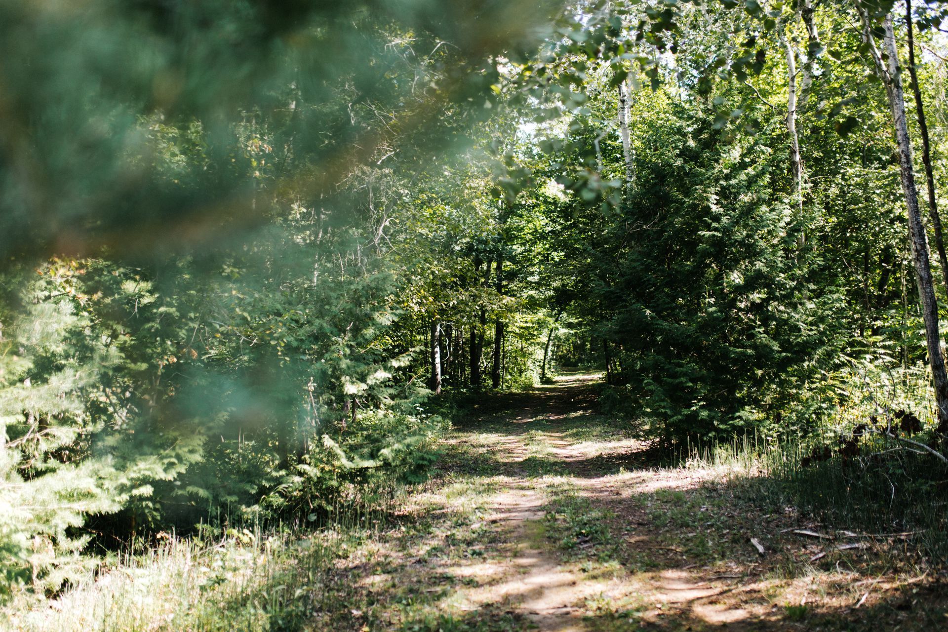 Dirt path through sunlit forest, trees on either side.