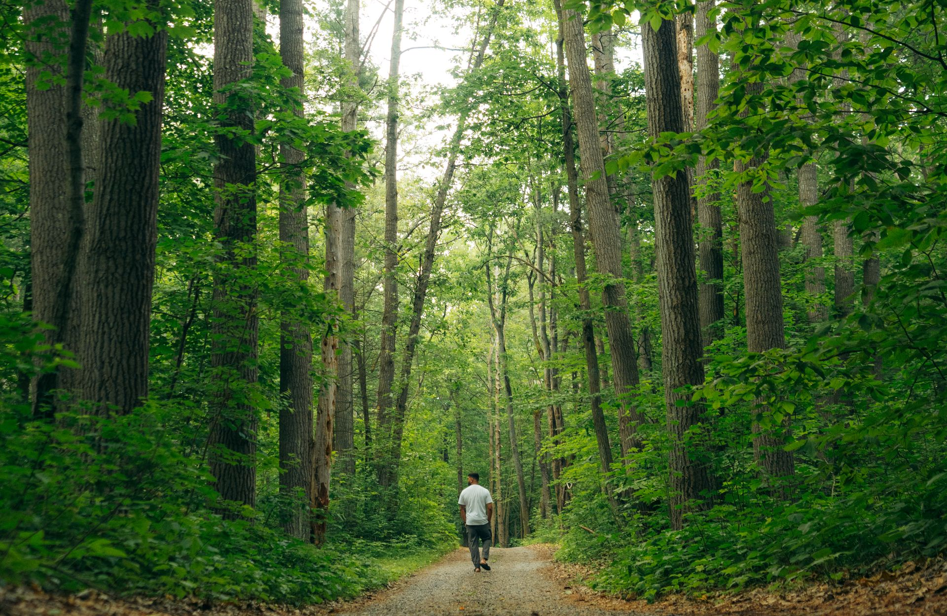 Newlyweds walk down aisle as guests toss confetti, outdoor forest wedding.