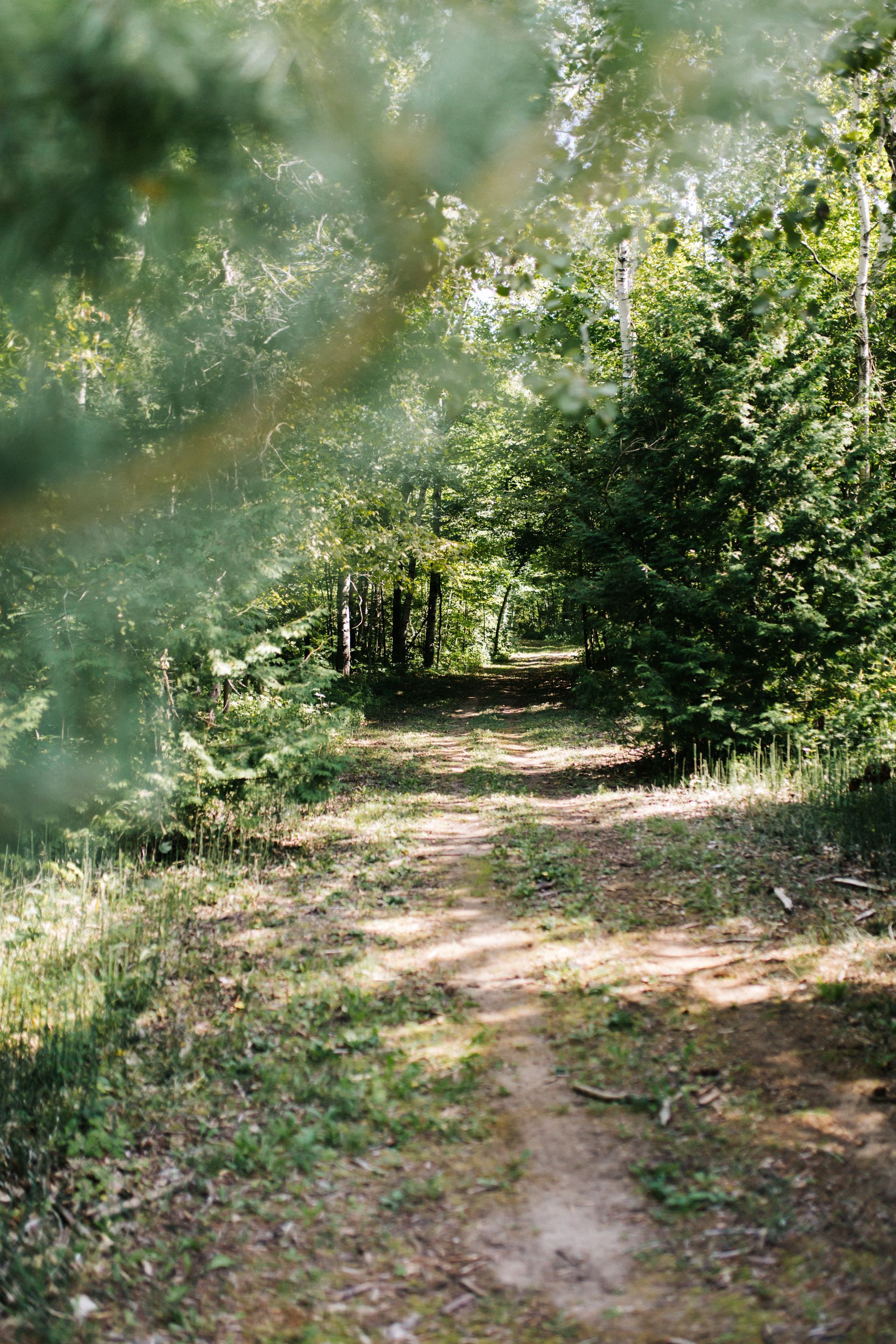 Dirt path through a sunlit forest, trees on either side.