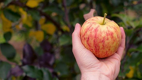 The Apple Route in Northumberland County