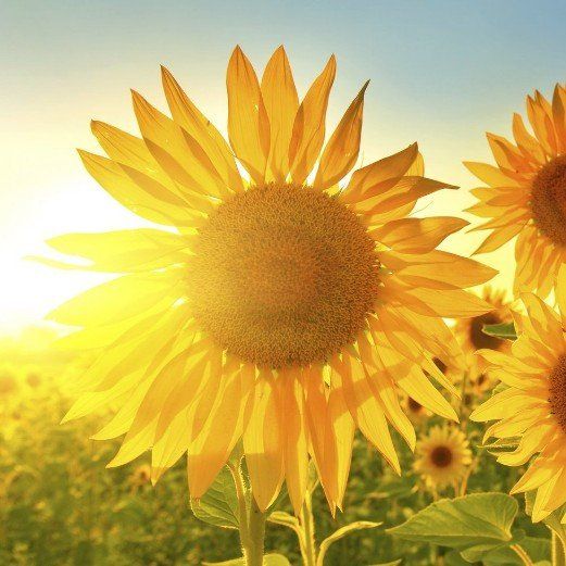 Davis Fences Fence Companies Hamilton & Burlington Builders