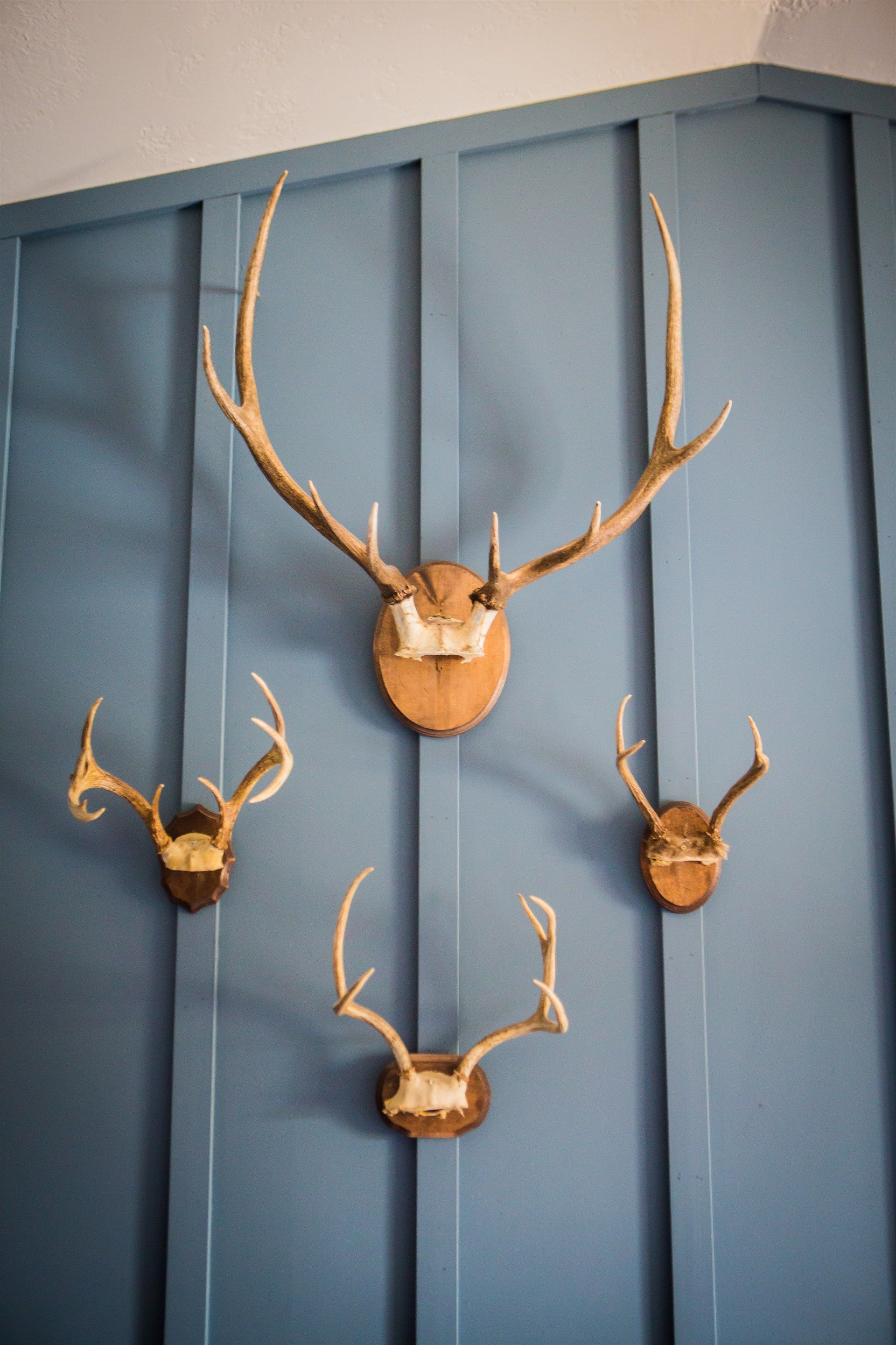 A group of deer antlers hanging on a blue wall.