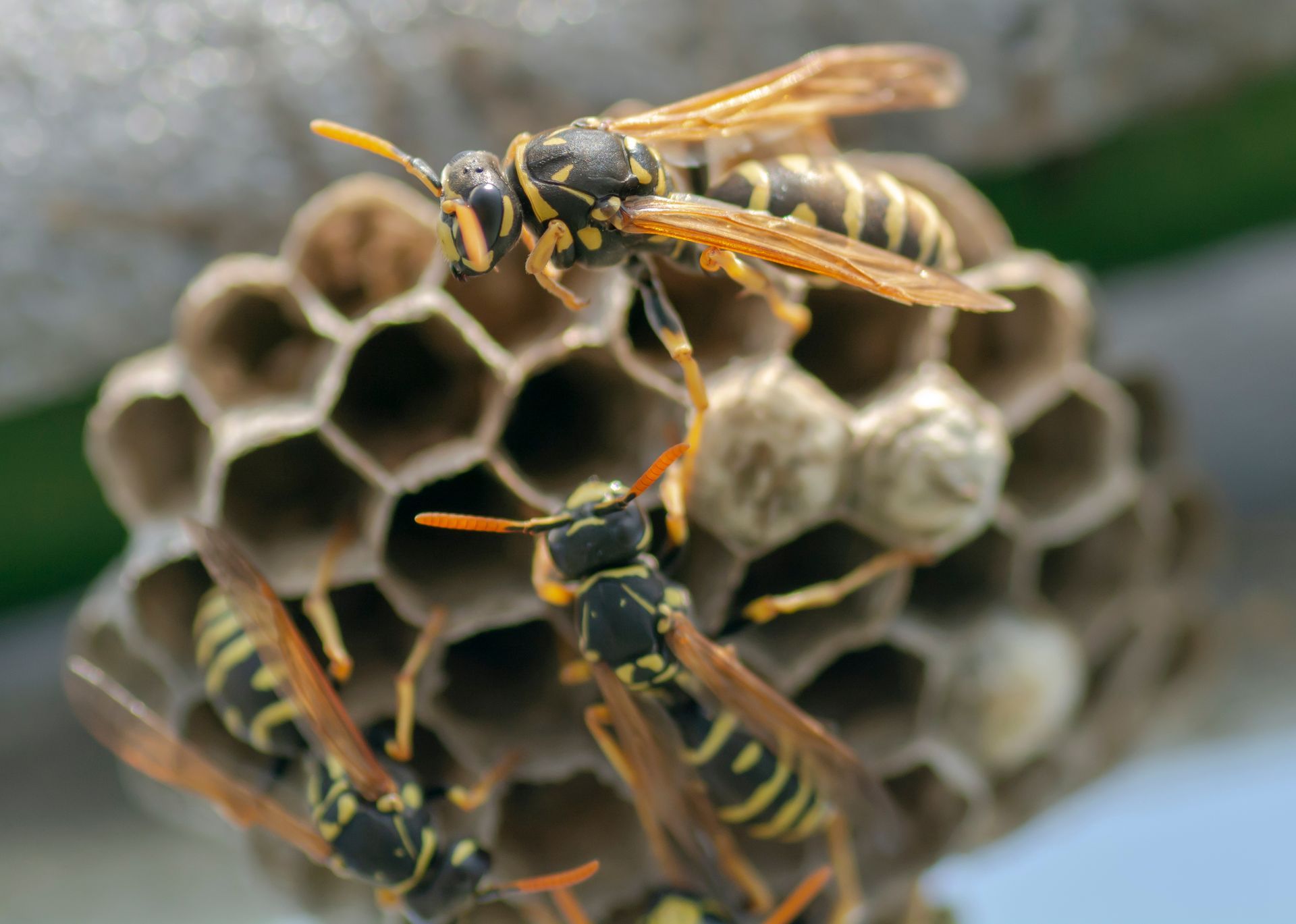 Three wasps on a honeycomb nest, one hovering above the hexagonal cells.