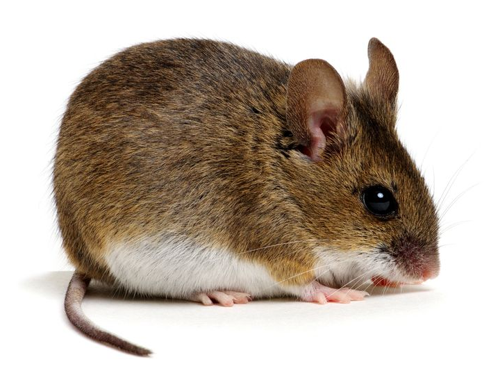 Brown mouse with white belly sitting on a white background