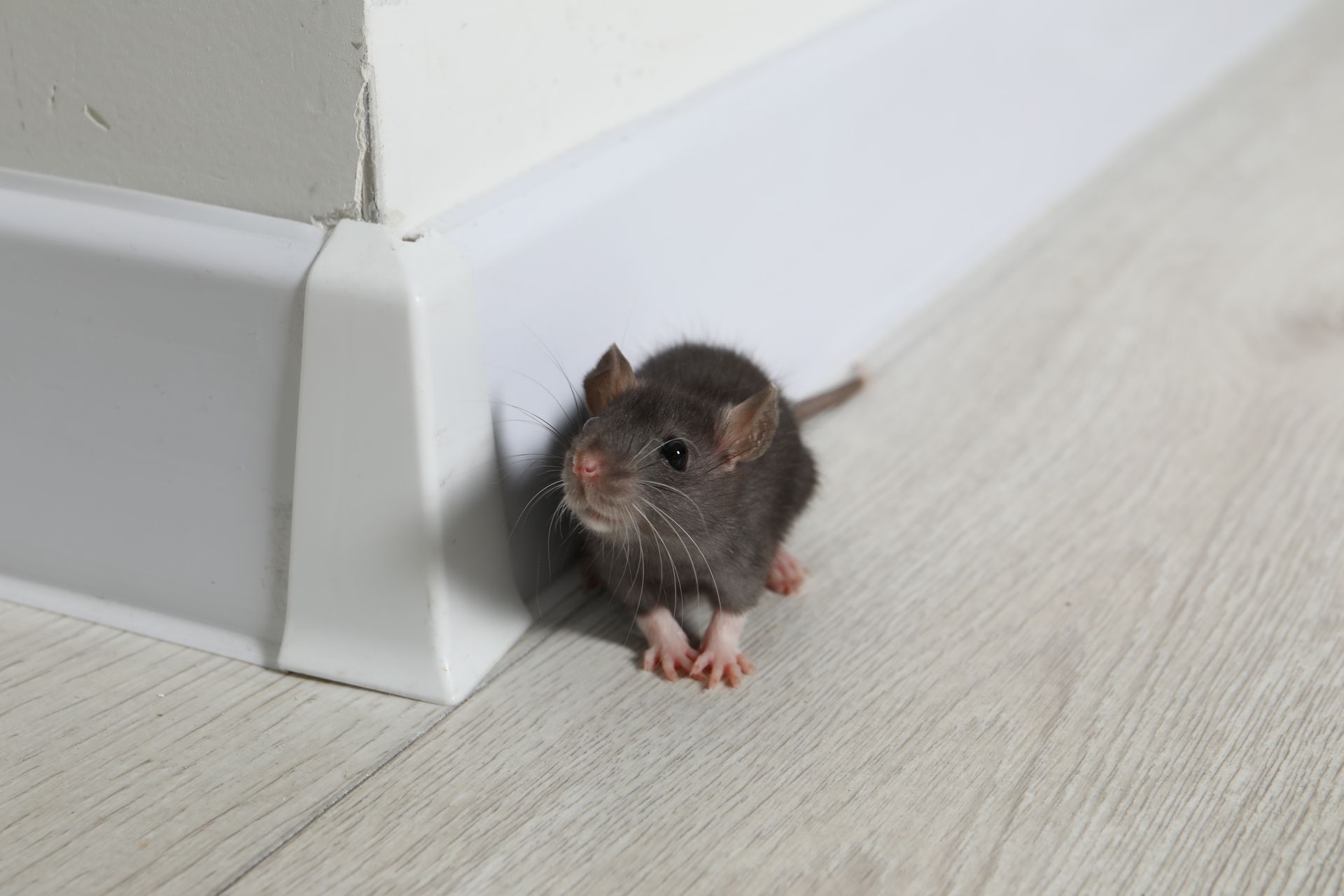 Small gray mouse peeking from behind a white baseboard on a light wood floor