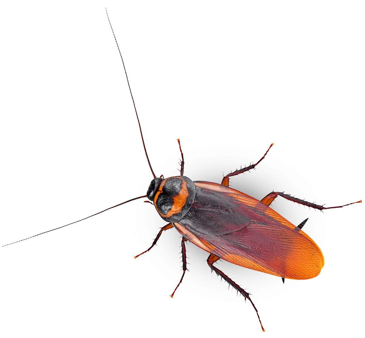 Orange and black cockroach with long antennae on a white background