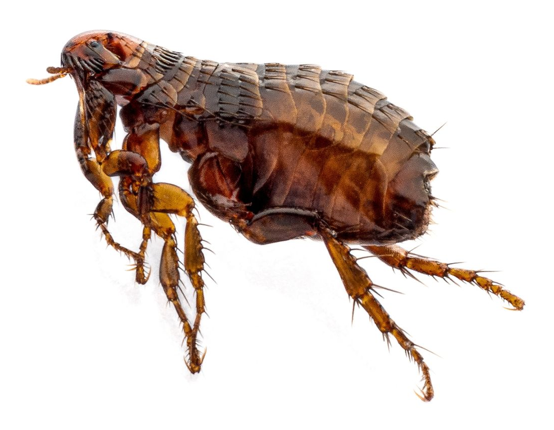Close-up of a brown flea with segmented body and long legs on a white background
