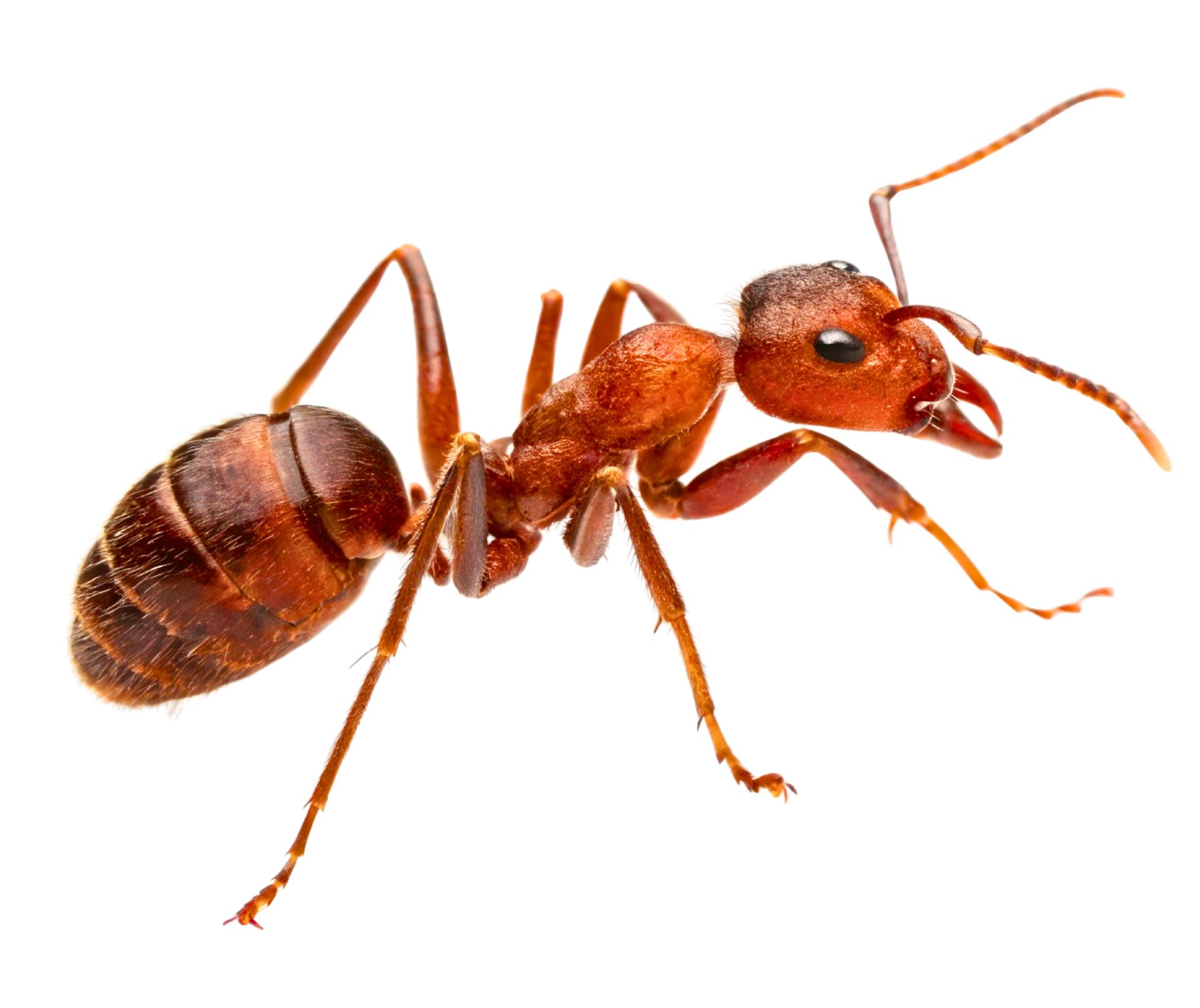 Close-up of a reddish-brown ant isolated on a white background