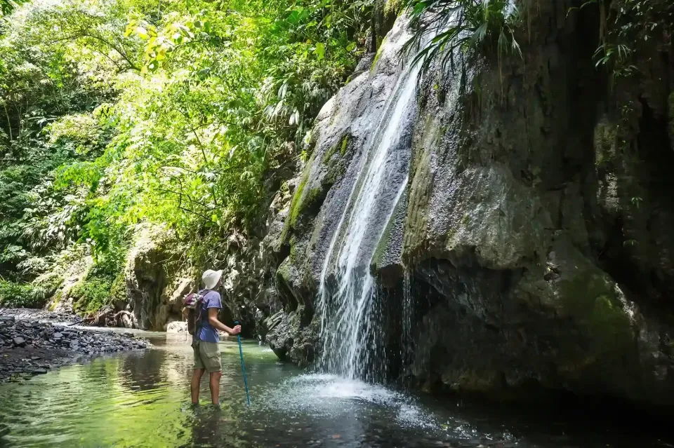 fachada palmeras