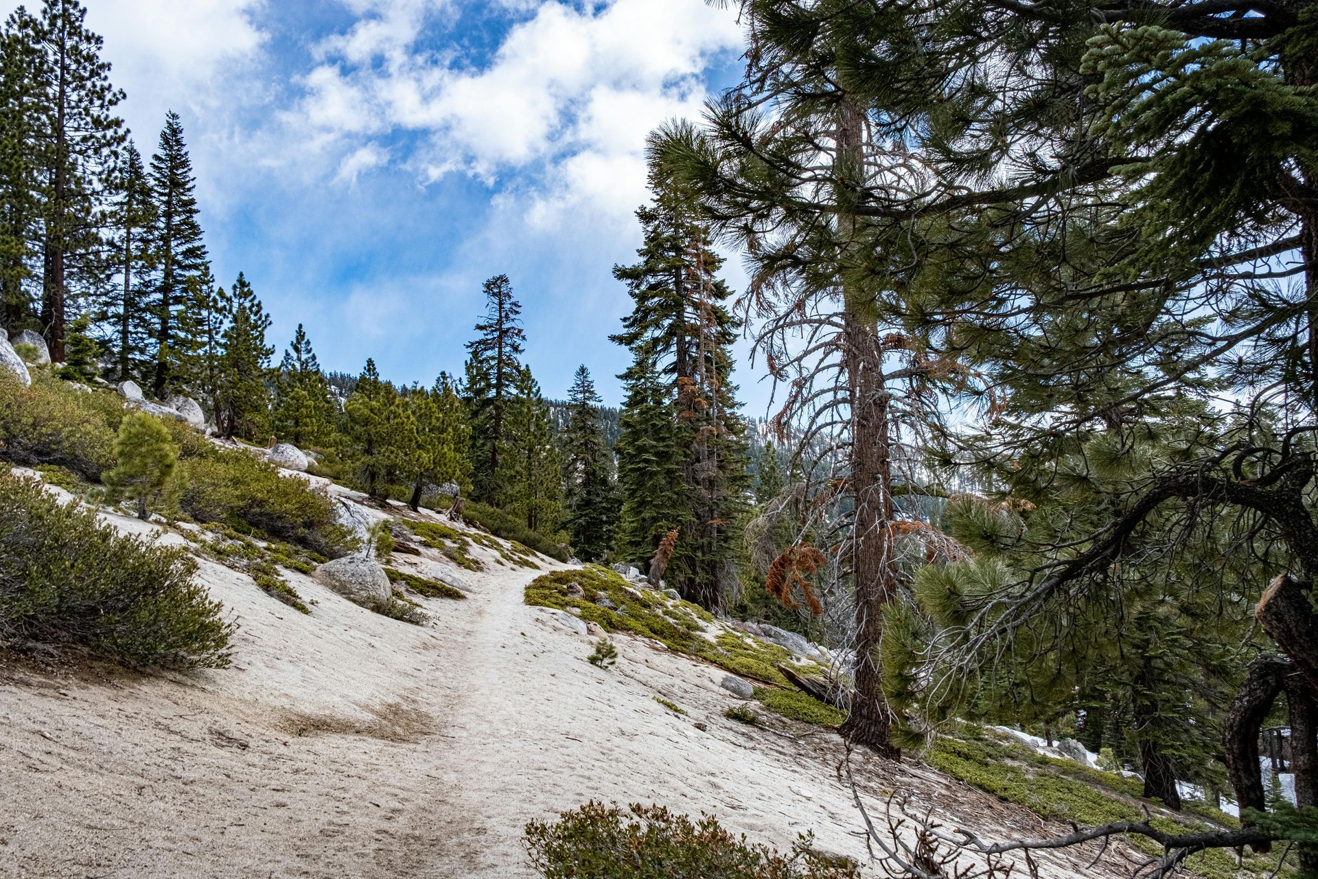 A sandy hiking trail winds upward through a sunlit forest of tall pine trees and low green shrubs under a cloudy blue sky.