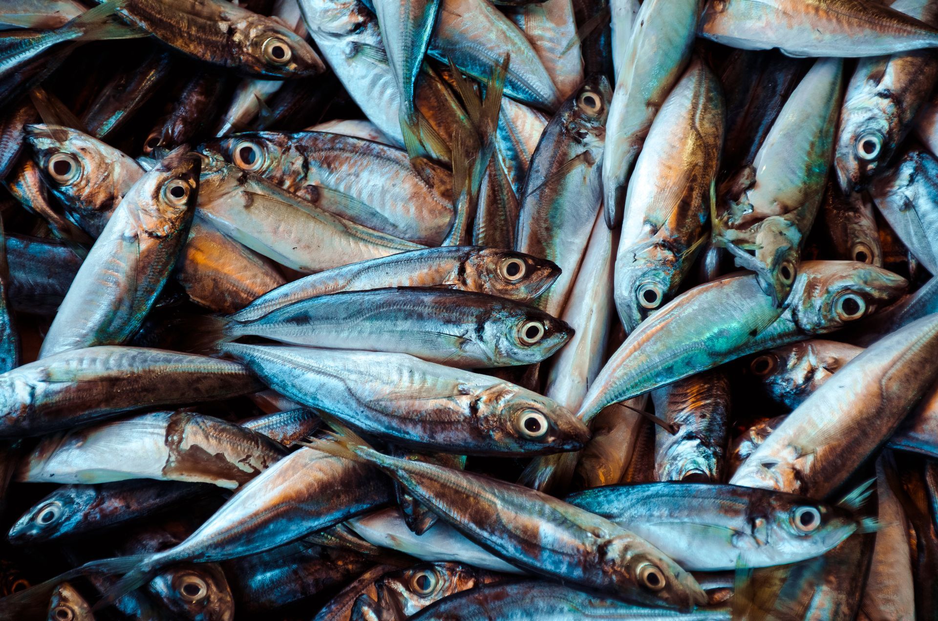 a big catch of fish