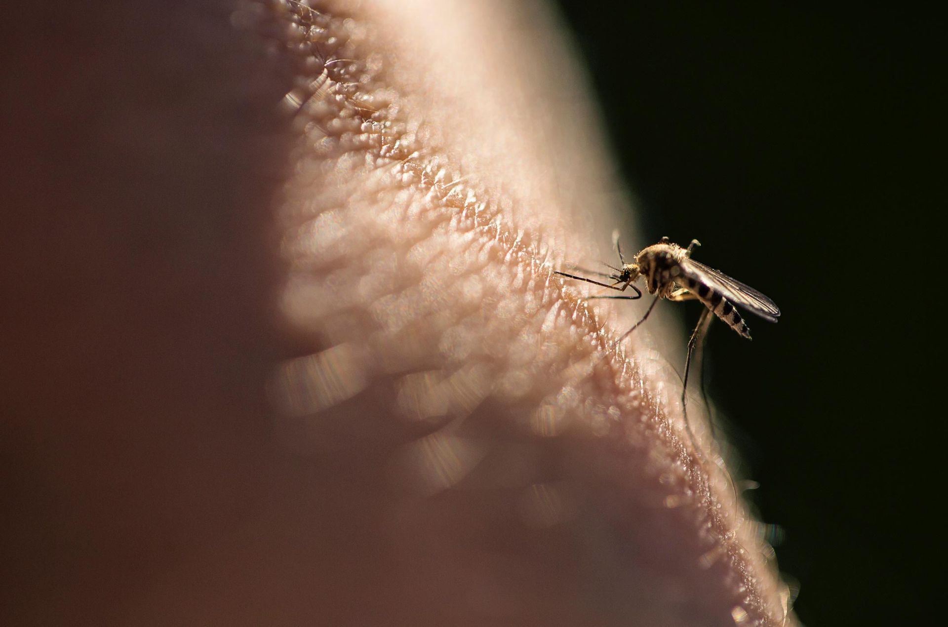 A Mosquito On A Person's Skin — Jacksonville, FL — CritterPro Inc.