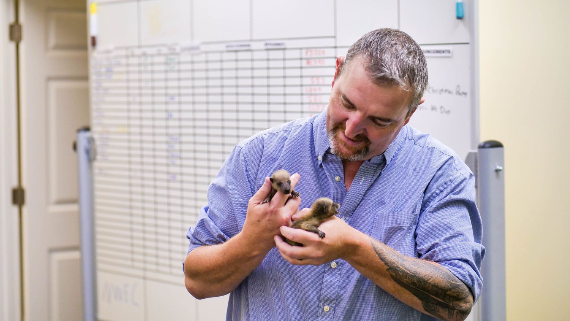 A Person Holding Two Small Animals — Jacksonville, FL — CritterPro Inc.