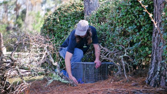 A Person Picking Up A Metal Cage — Jacksonville, FL — CritterPro Inc.