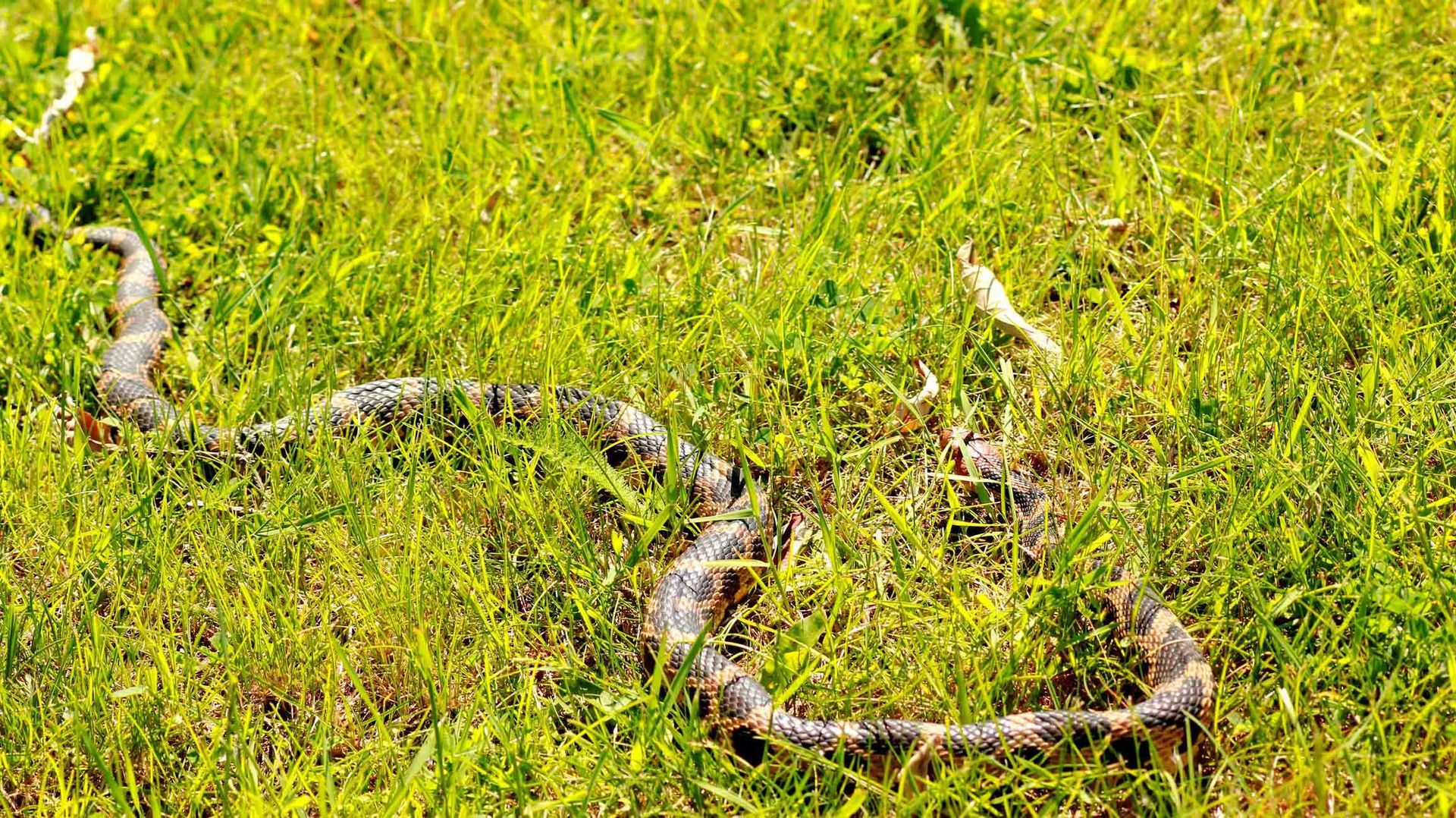Snake — Jacksonville, FL — CritterPro Inc.