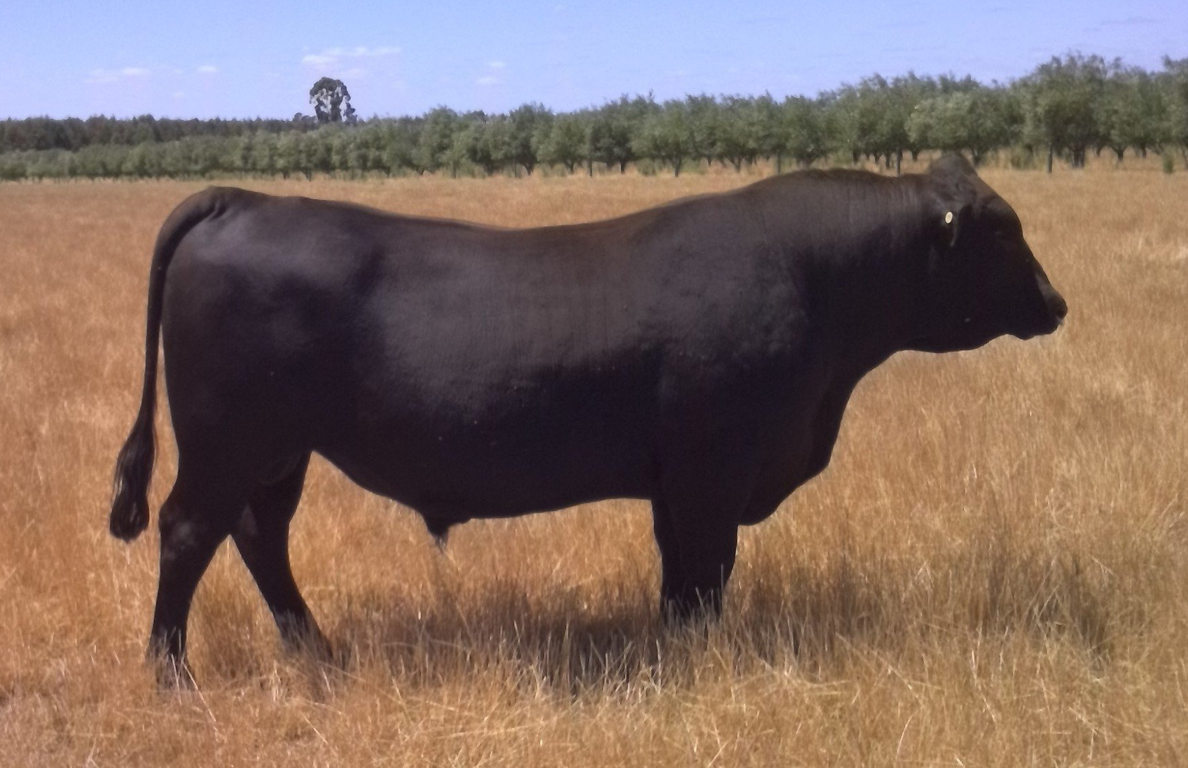 one angus cow in the field