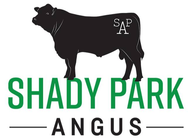 Your Commercial Angus Cattle Farm Buy Angus Cattle Branxholme Your Commercial Angus Cattle Farm Buy Angus Cattle Branxholme