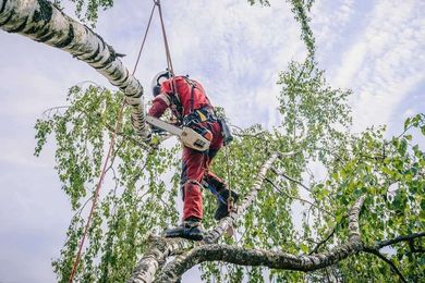 Tree worker in red suit, cutting a tree branch with a chainsaw, secured by ropes.