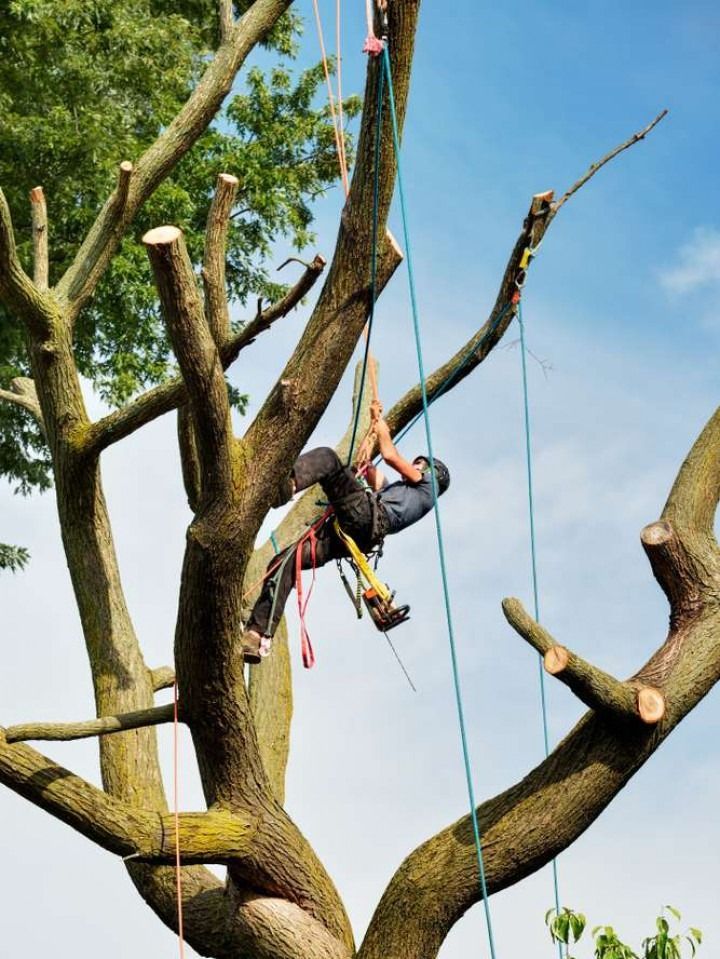Arborist in a tree, using ropes to trim branches against a blue sky.
