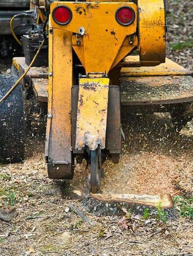 Yellow stump grinder grinding away wood, creating wood chips.