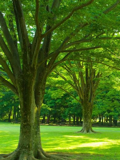 Green trees in a grassy park, sunlight dappling the foliage.