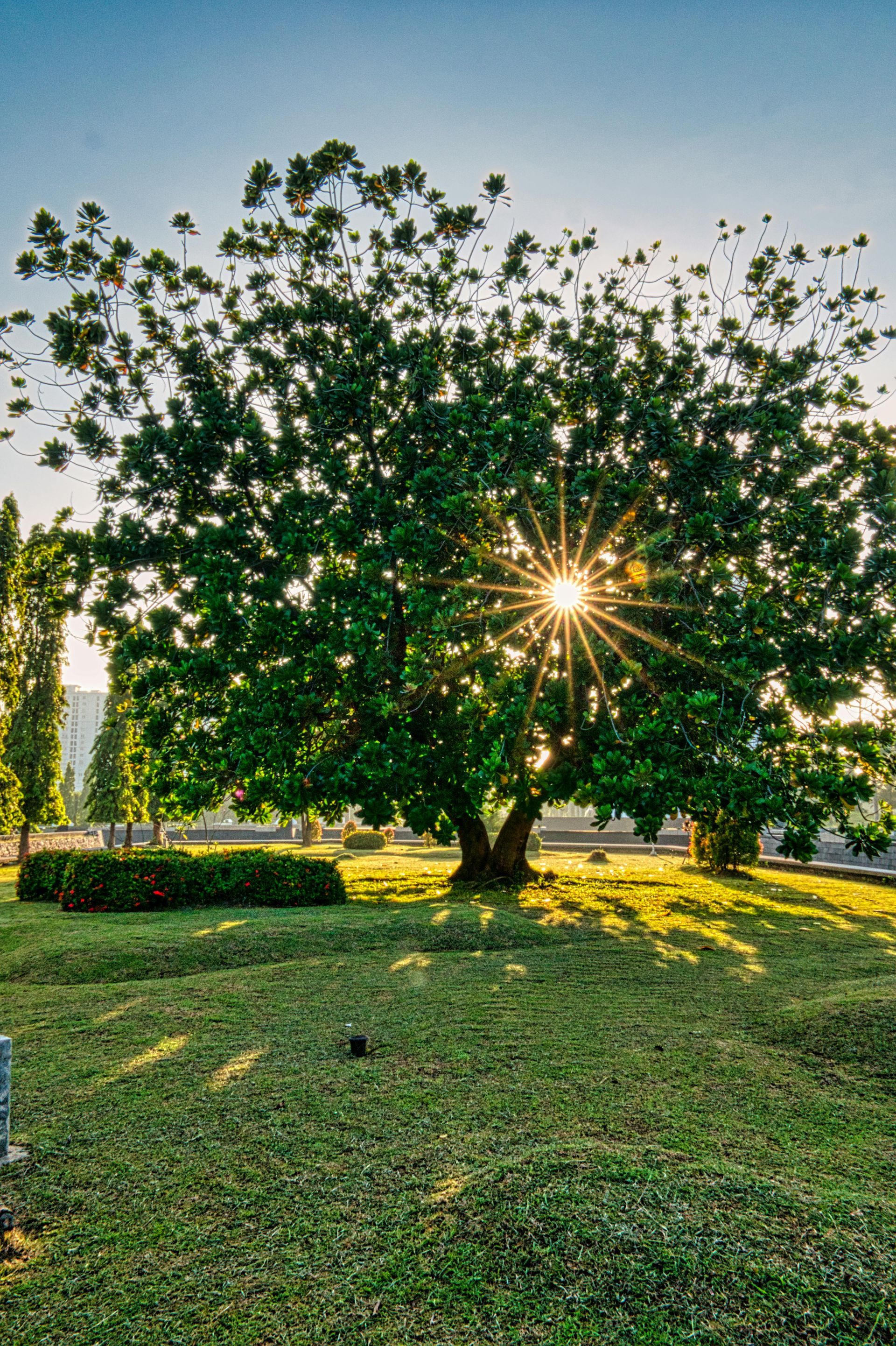 A sunburst filters through the dense, dark green foliage of a large tree centered in a grassy field during sunrise.