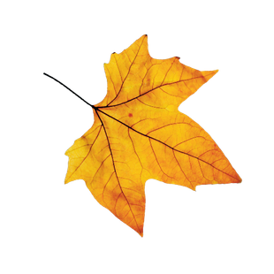 leaf icon