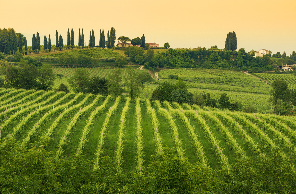 Le Colline del Prosecco di Conegliano e Valdobbiadene: Un Patrimonio di Bellezza e Tradizione
Immerso nel cuore del Veneto, tra le dolci curve della provincia di Treviso, si estendono le
affascinanti Colline del Prosecco di Conegliano e Valdobbiadene. Questo angolo di paradiso è stato
inserito Patrimonio dell'Umanità dall'UNESCO, grazie alla sua perfetta fusione tra l'opera dell'uomo e la bellezza naturale.
Qui, la mano esperta dei viticoltori ha modellato un paesaggio che racconta storie di tradizione e innovazione,
dove ogni filare di vite narra la passione e la dedizione di generazioni.
Le terrazze vitate, con la loro geometria armoniosa, disegnano un quadro
che muta con il cambiare delle stagioni, offrendo uno spettacolo di colori e profumi.