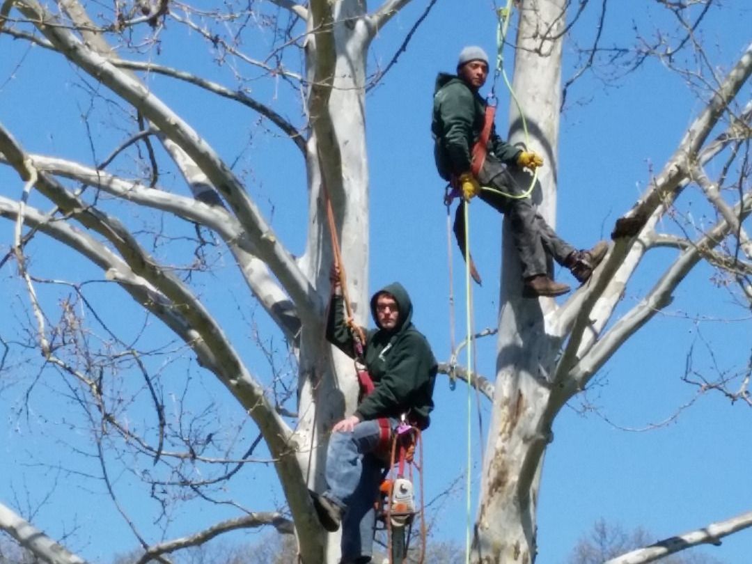 Two men are climbing a tree on a sunny day