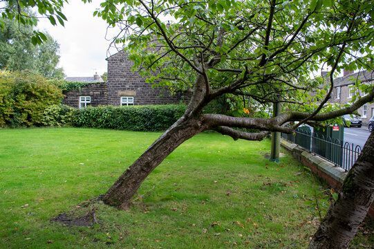 Leaning tree in a grassy yard, stone building in background, green foliage, and a wrought-iron fence.
