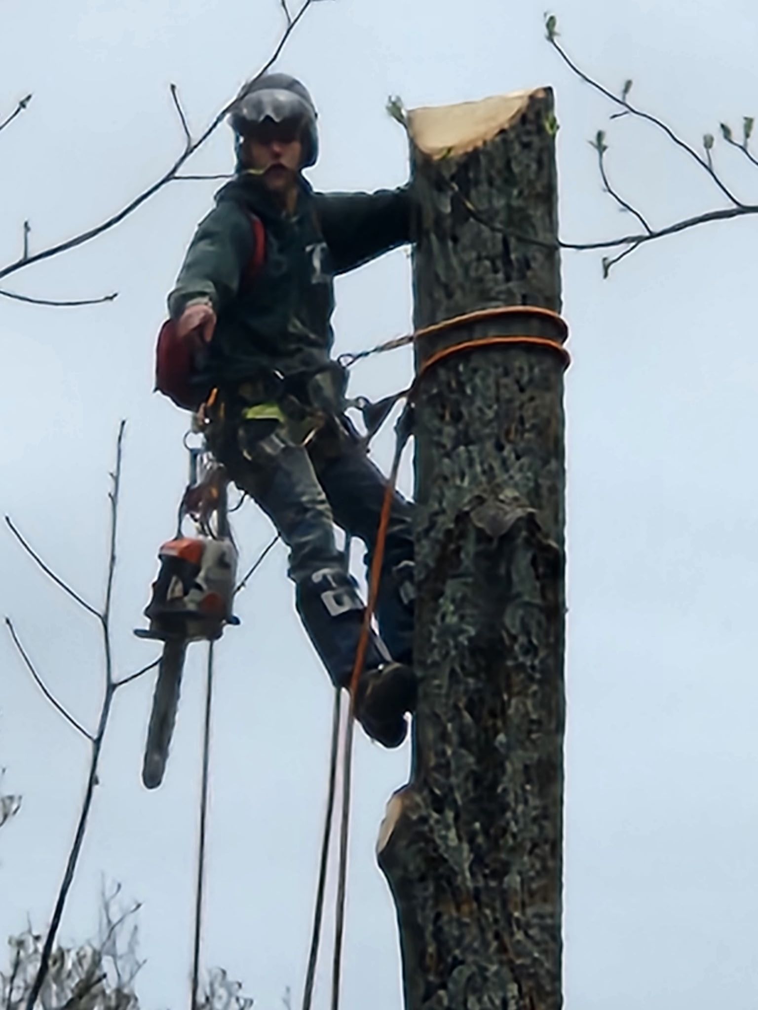 Professional arborist from Keil Tree in harness atop a tree trunk, holding a chainsaw, preparing to cut.